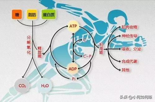 有氧運動與無氧運動在減肥中的優劣比較，有氧運動與無氧運動在減肥中的對比，優劣分析