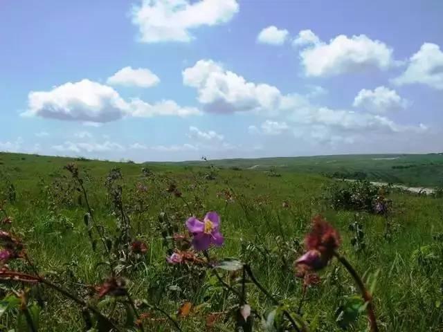 野花高清在線觀看免費完整版中文，自然之美與文化的交融，野花高清在線觀看，自然之美與文化的交融（免費完整版中文）